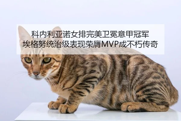 ke-nei-li-ya-nuo-nv-pai-wan-mei-wei-mian-yi-jia-guan-jun-ai-ge-nu-tong-zhi-ji-biao-xian-rong-ying-cheng-bu-xiu-chuan-qi-2-391.jpg